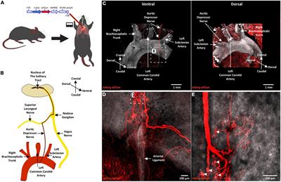 A Novel Organ-Specific Approach to Selectively Target Sensory Afferents Innervating the Aortic Arch